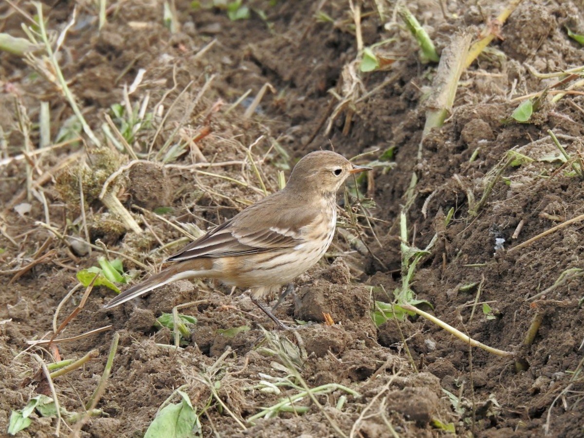 American Pipit - ML644405348