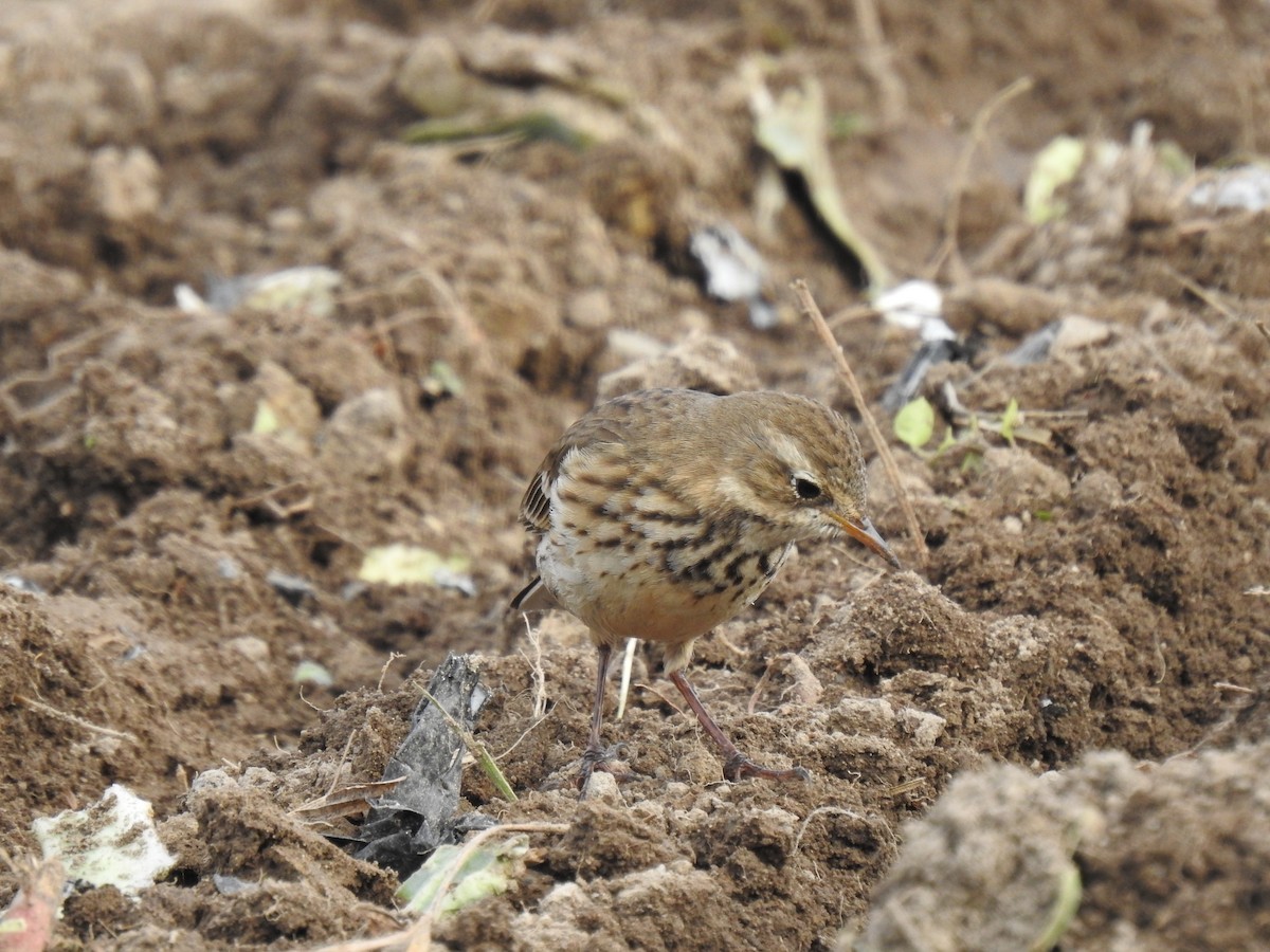 American Pipit - ML644405349