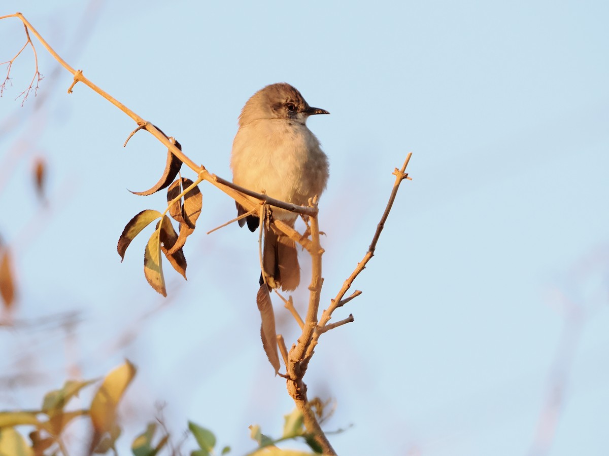 Northern Mockingbird - ML644405355