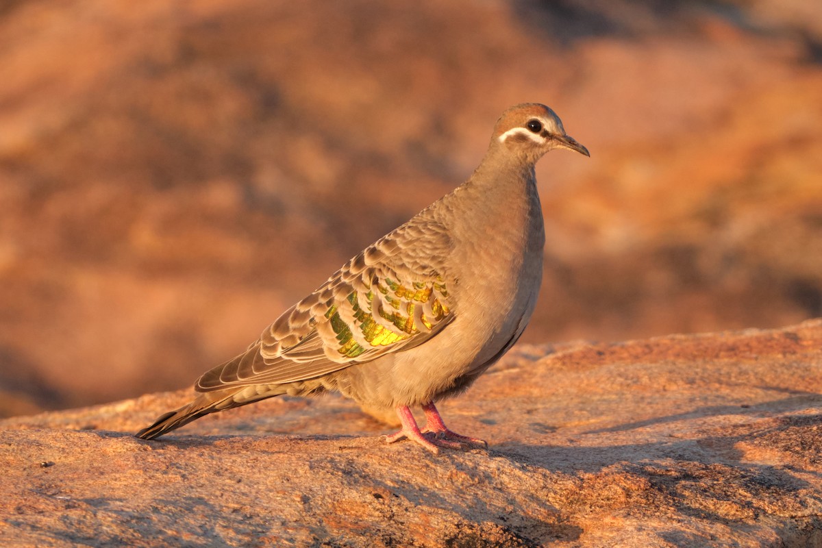 Common Bronzewing - ML644405363