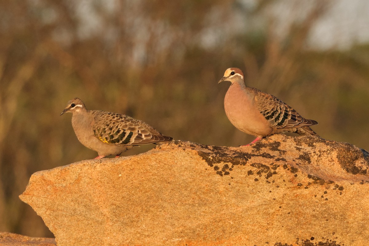 Common Bronzewing - ML644405364