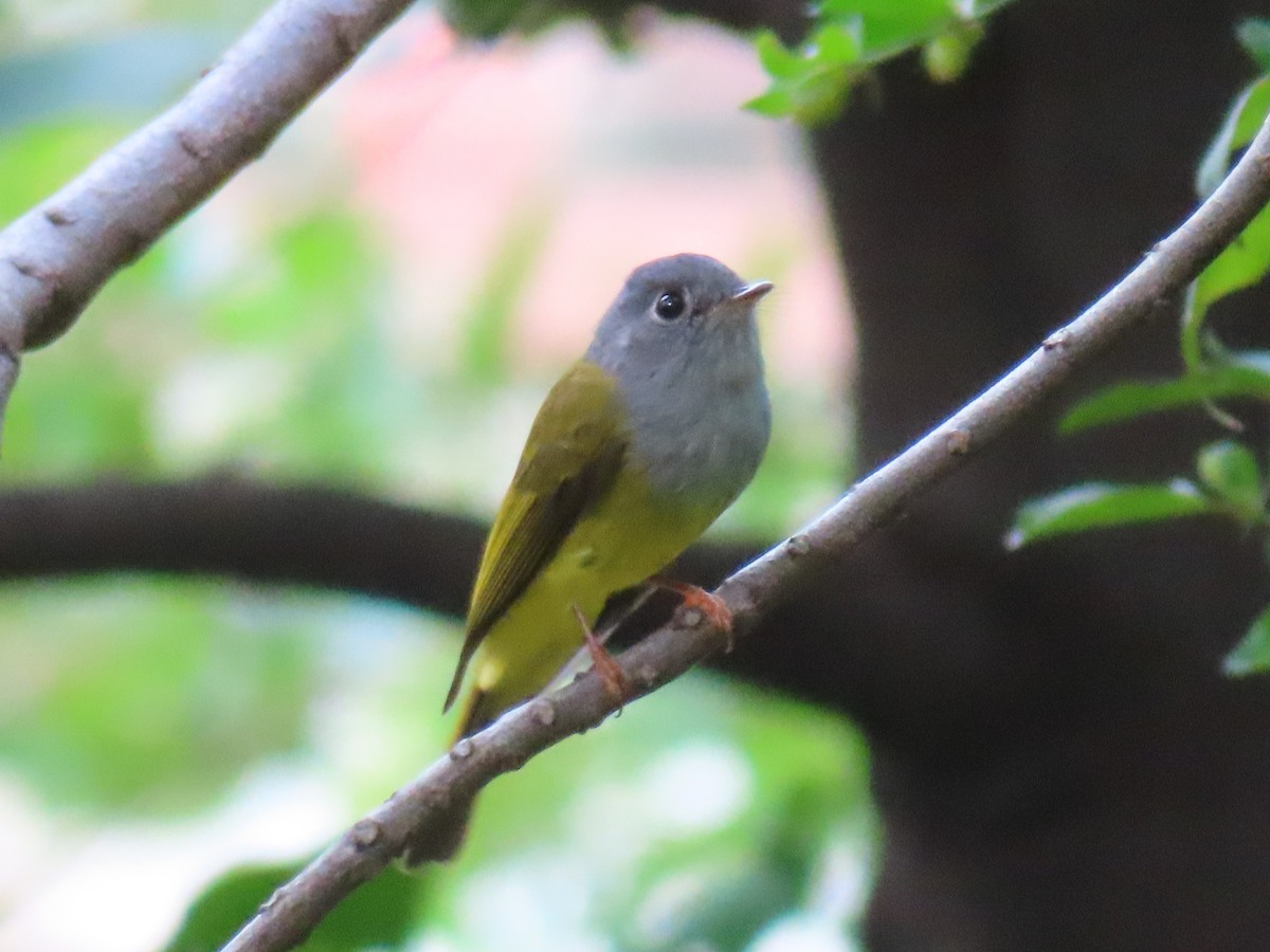 Gray-headed Canary-Flycatcher - ML644405368