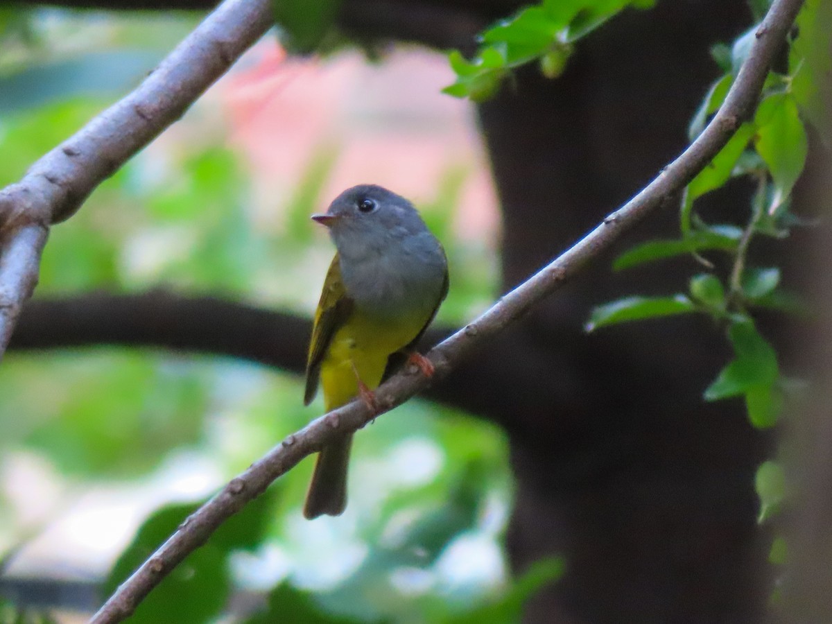 Gray-headed Canary-Flycatcher - ML644405369