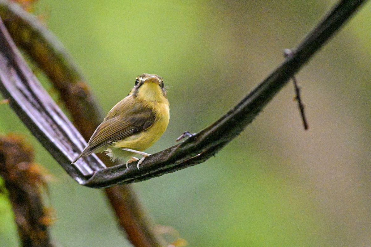 White-throated Spadebill - ML644405383