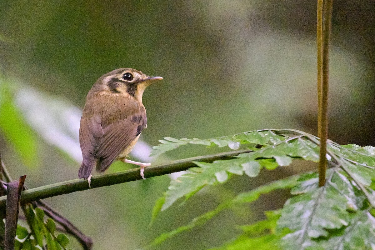 White-throated Spadebill - ML644405384