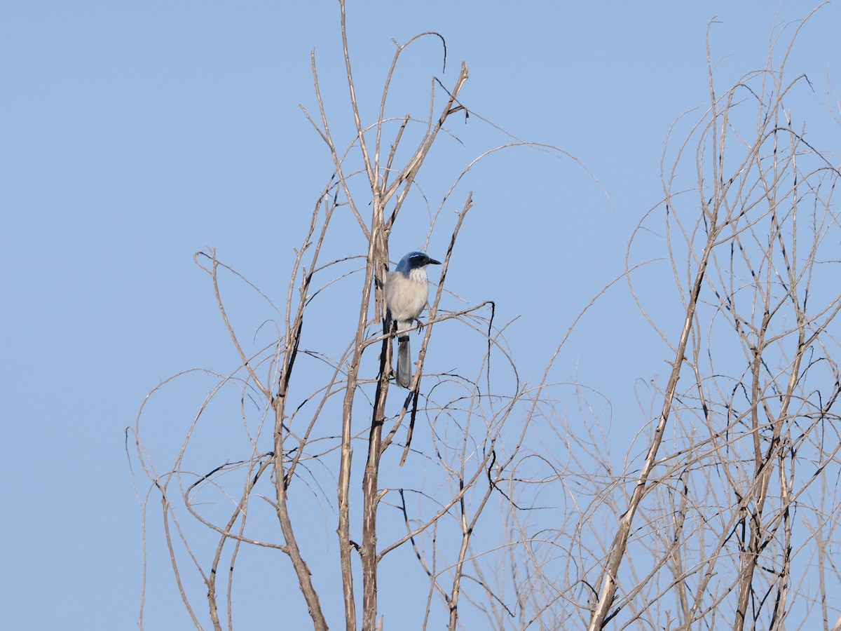 California Scrub-Jay - ML644405388