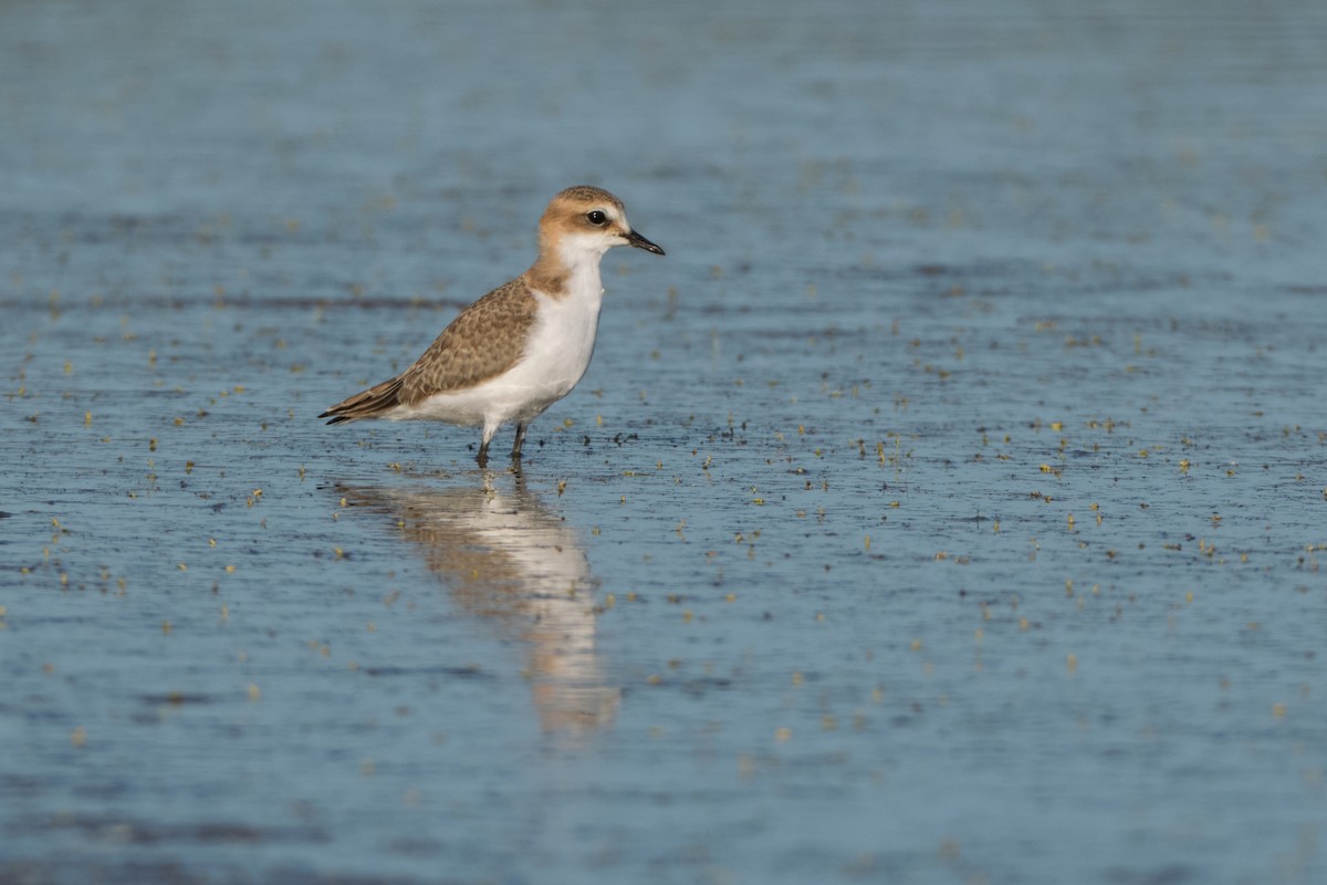 Red-capped Plover - ML644405390