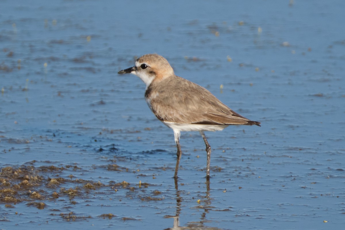 Red-capped Plover - ML644405391