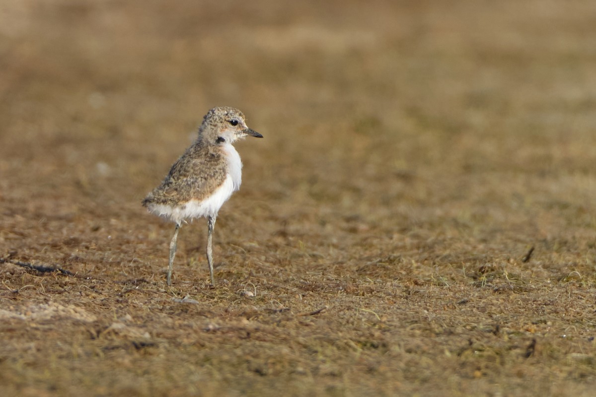 Red-capped Plover - ML644405392