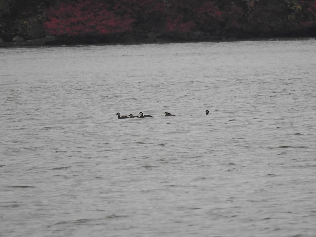 amerikasvartand - ML644405398