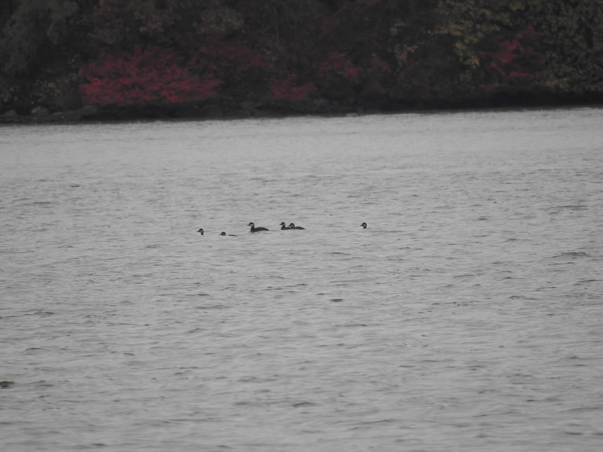 amerikasvartand - ML644405400