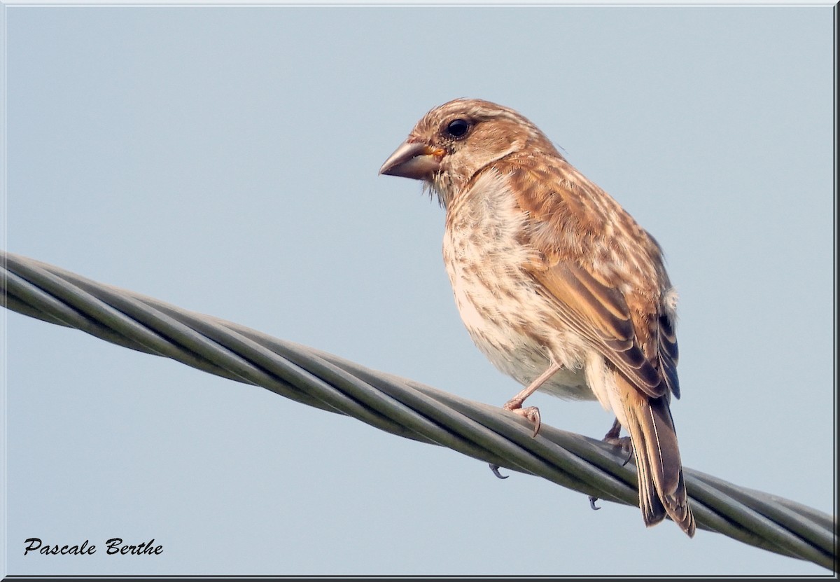 Purple Finch - ML644405401