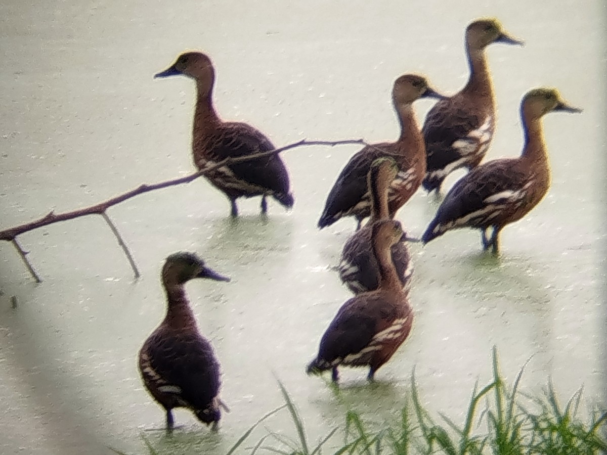Dendrocygne à lunules - ML644405402