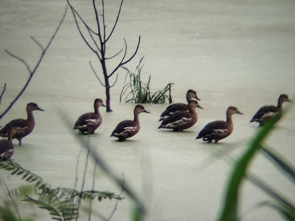 Dendrocygne à lunules - ML644405403