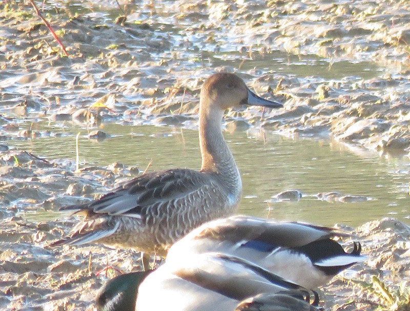 Northern Pintail - ML644405406