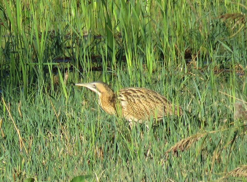 Eurasian Bittern - ML644405407
