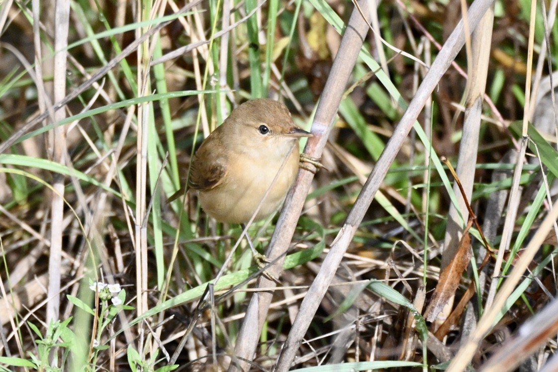 Rousserolle effarvatte - ML644405419