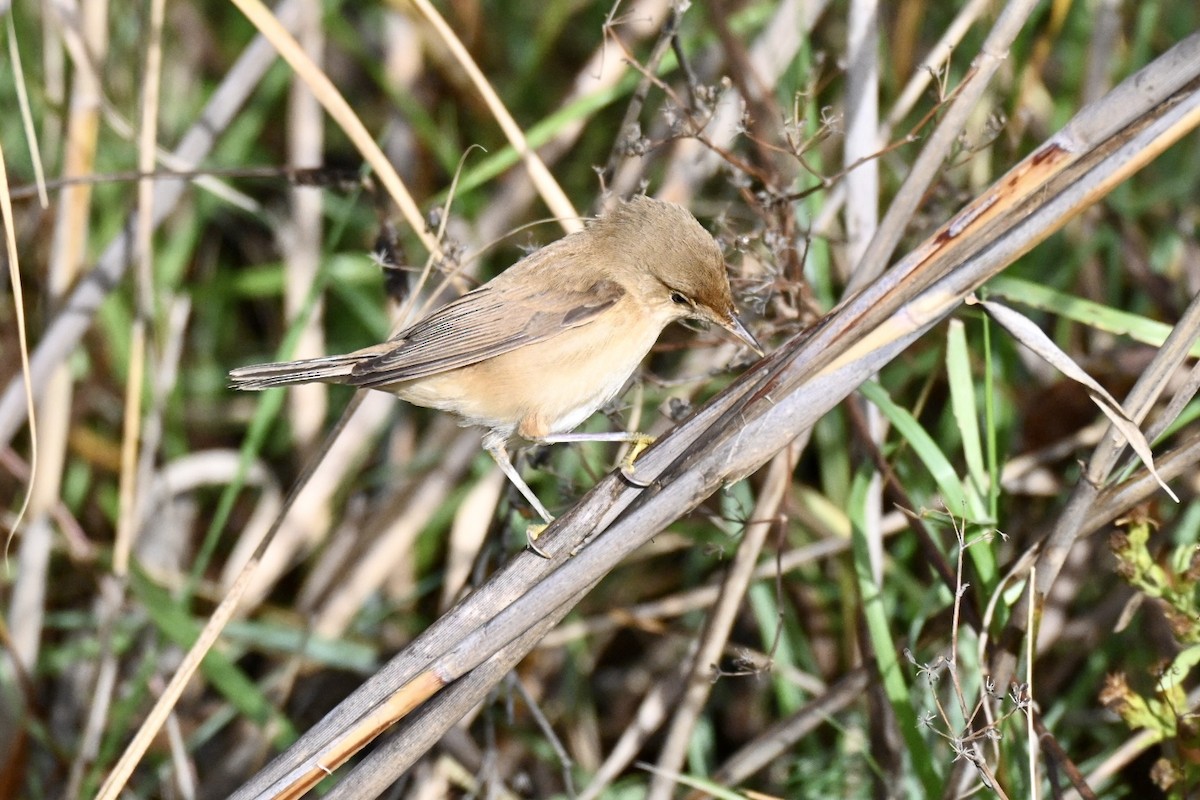 Rousserolle effarvatte - ML644405420