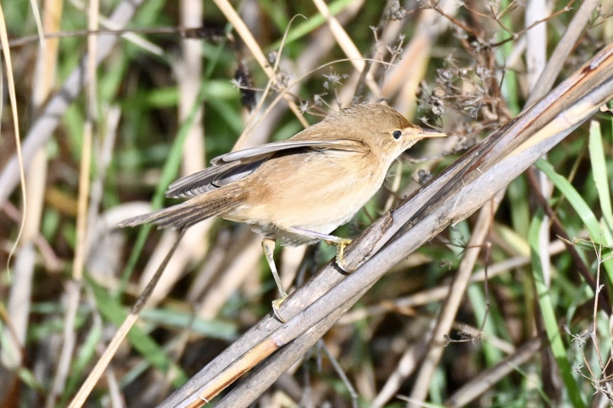 Rousserolle effarvatte - ML644405421