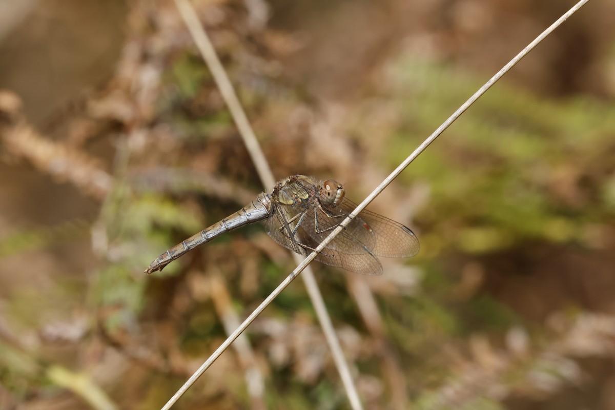 Common Darter - ML644405435