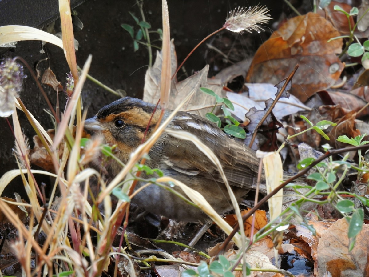 nålstjertspurv (nelsoni/altera) - ML644405436