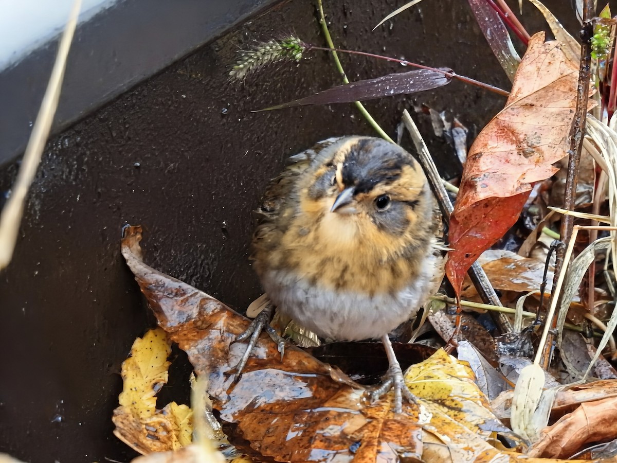 nålstjertspurv (nelsoni/altera) - ML644405449