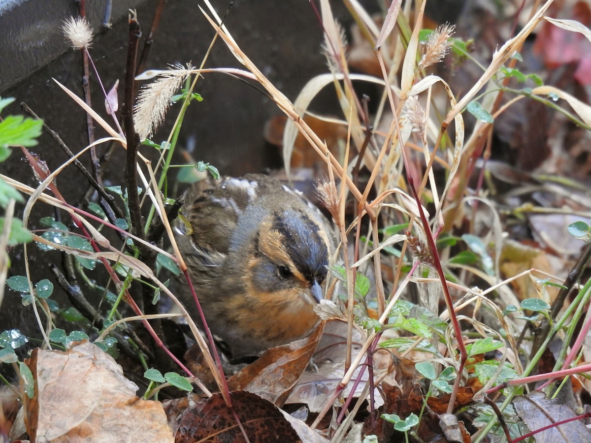 nålstjertspurv (nelsoni/altera) - ML644405450