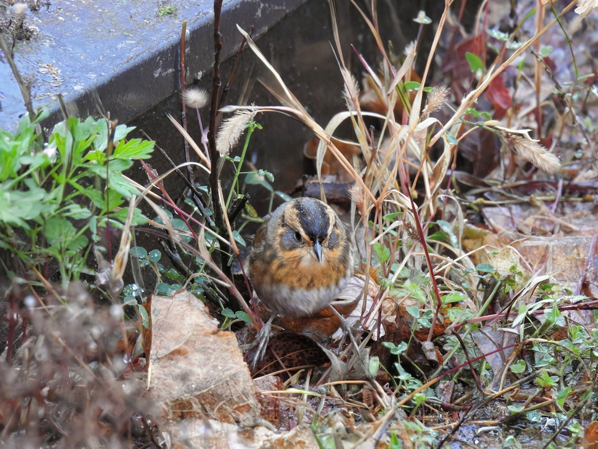 nålstjertspurv (nelsoni/altera) - ML644405451