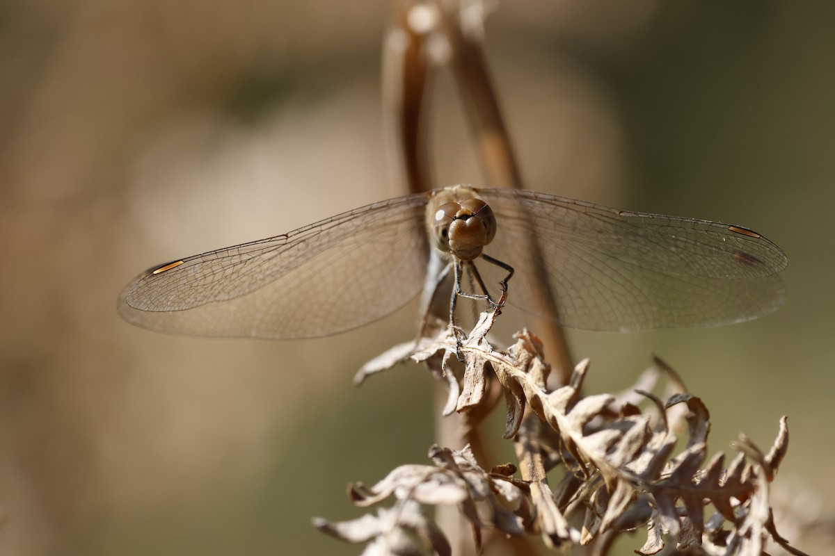 Common Darter - ML644405453