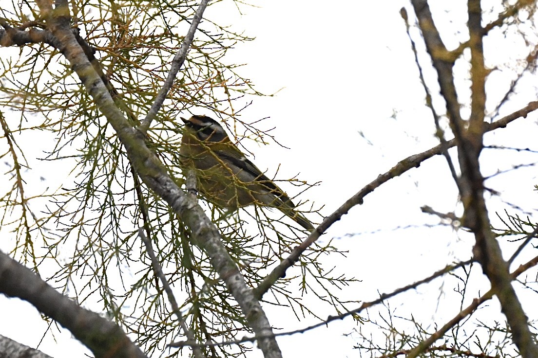 Common Firecrest - ML644405455