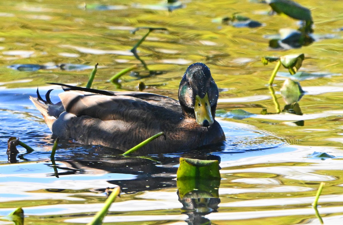Mallard x American Black Duck (hybrid) - ML644405456