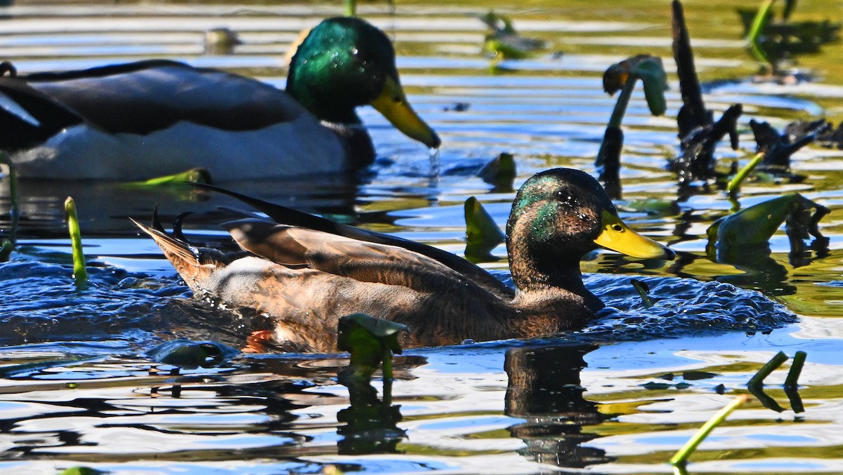 Mallard x American Black Duck (hybrid) - ML644405457