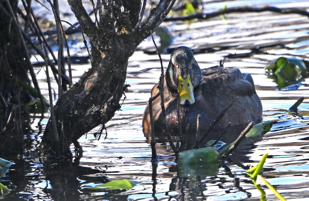 Mallard x American Black Duck (hybrid) - ML644405458