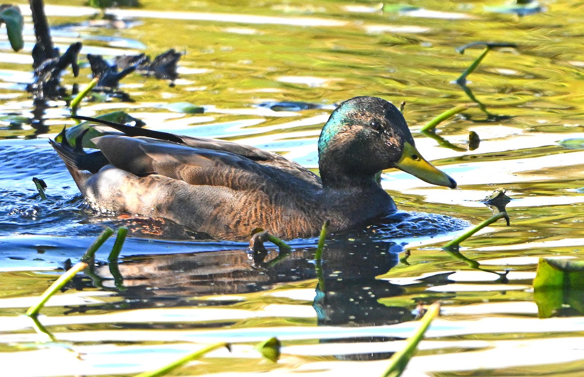 Mallard x American Black Duck (hybrid) - ML644405461