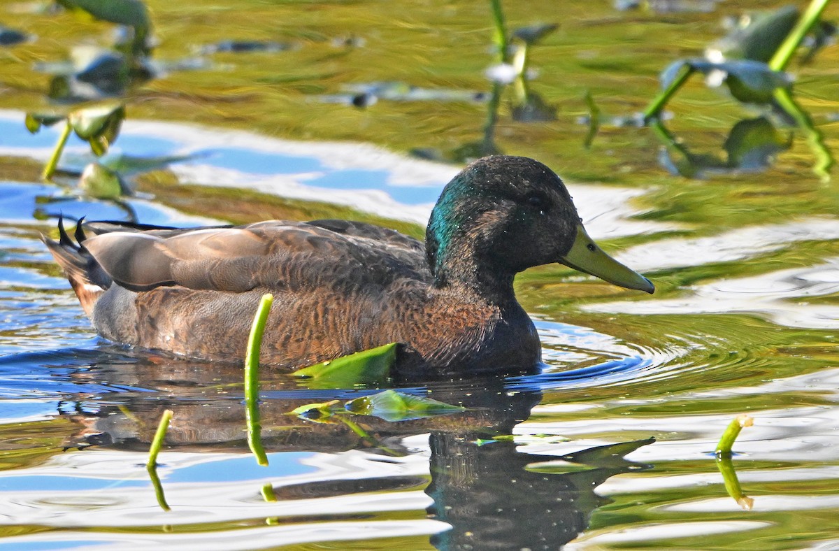 Mallard x American Black Duck (hybrid) - ML644405462