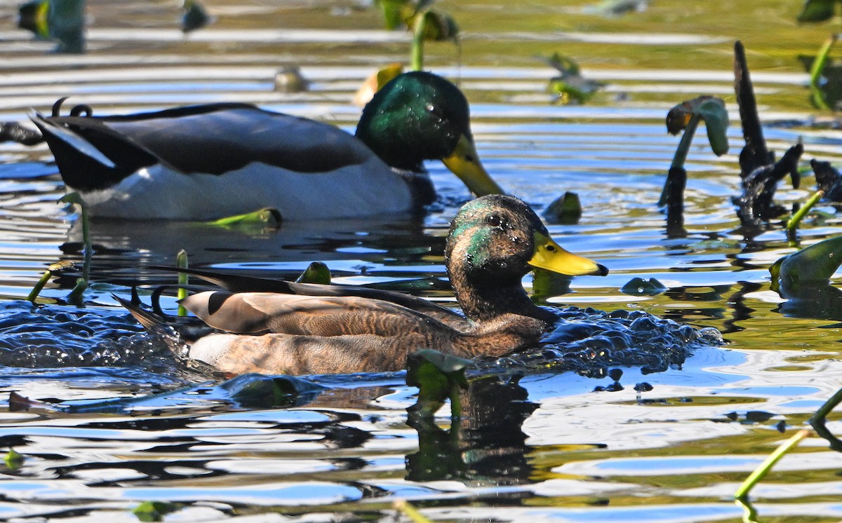 Mallard x American Black Duck (hybrid) - ML644405463