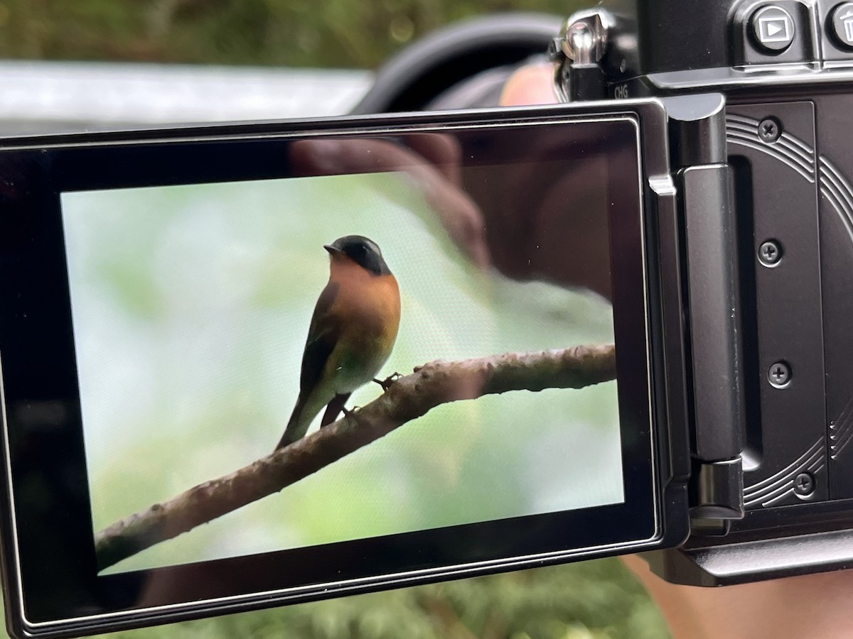 Mugimaki Flycatcher - ML644405464
