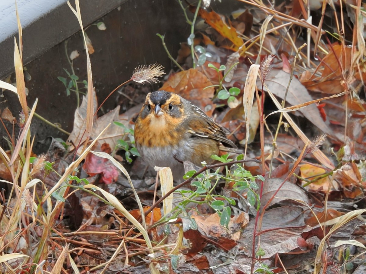 nålstjertspurv (nelsoni/altera) - ML644405465