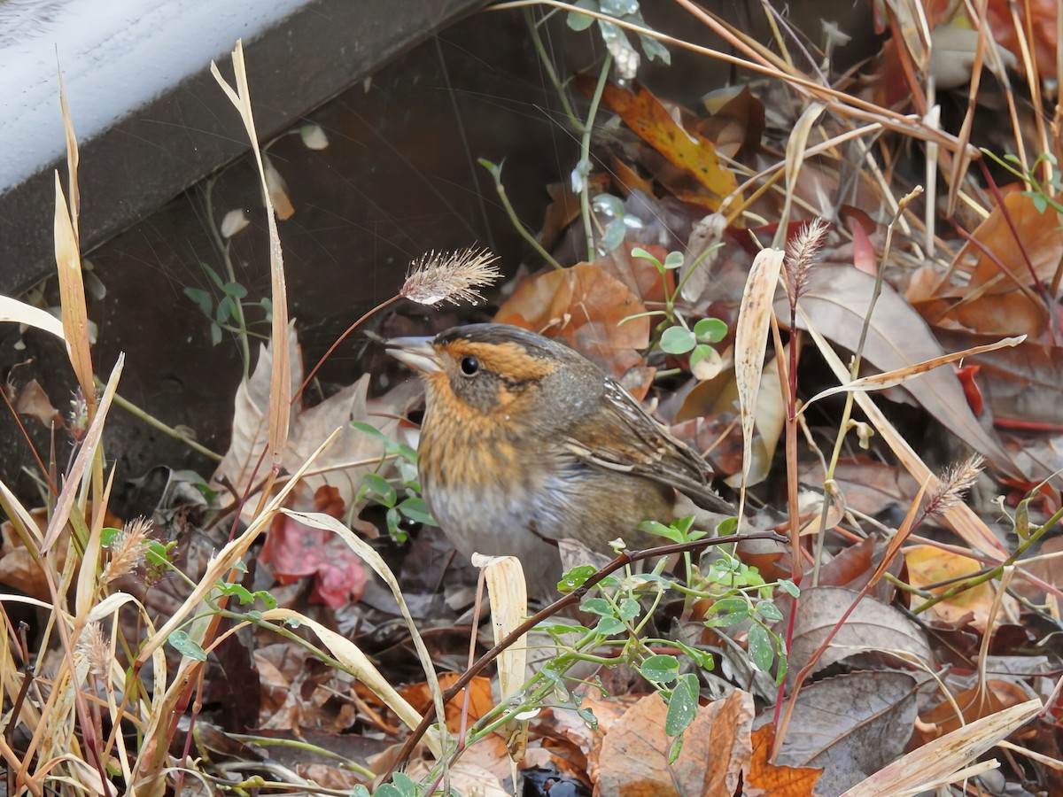 nålstjertspurv (nelsoni/altera) - ML644405466