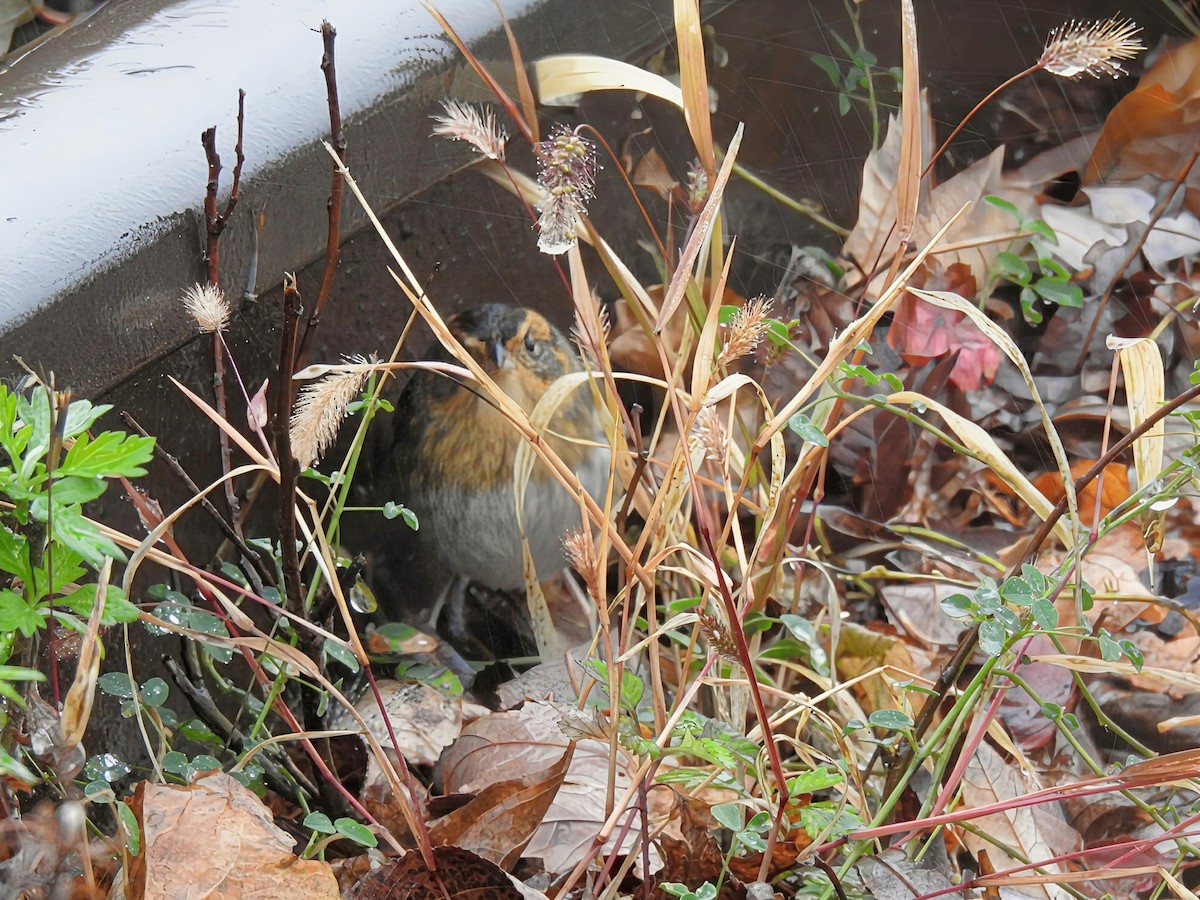 nålstjertspurv (nelsoni/altera) - ML644405467