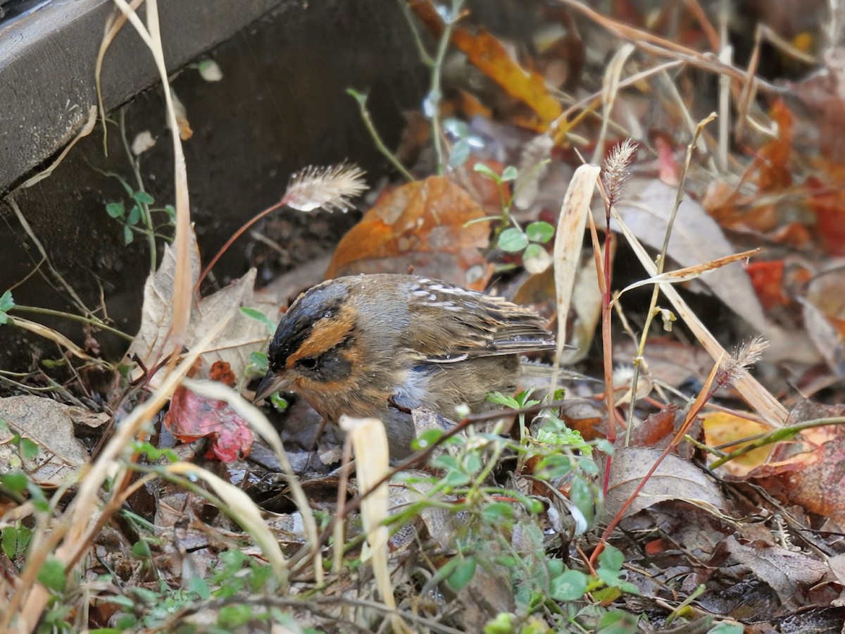 nålstjertspurv (nelsoni/altera) - ML644405468