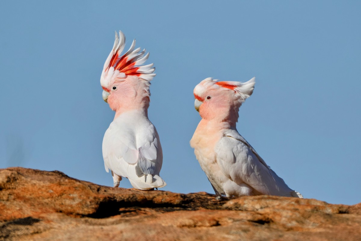 Pink Cockatoo - ML644405469