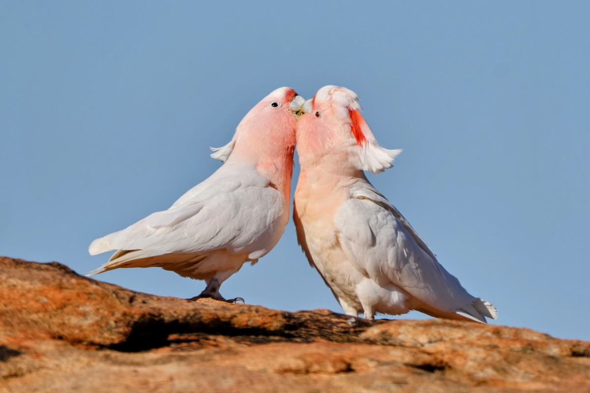 Pink Cockatoo - ML644405470