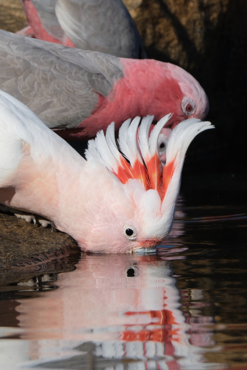 Pink Cockatoo - ML644405471