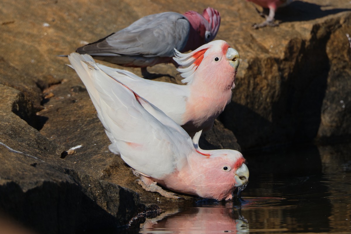 Pink Cockatoo - ML644405472