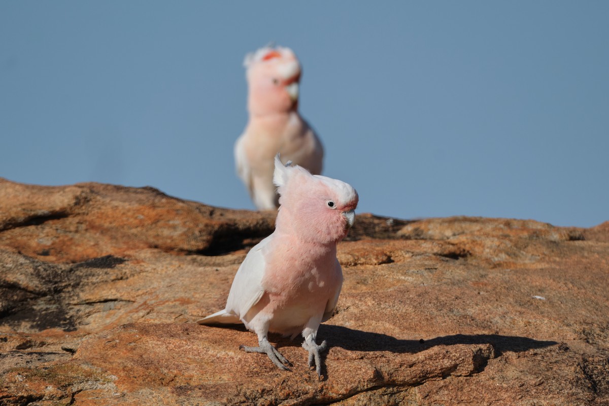 Pink Cockatoo - ML644405473