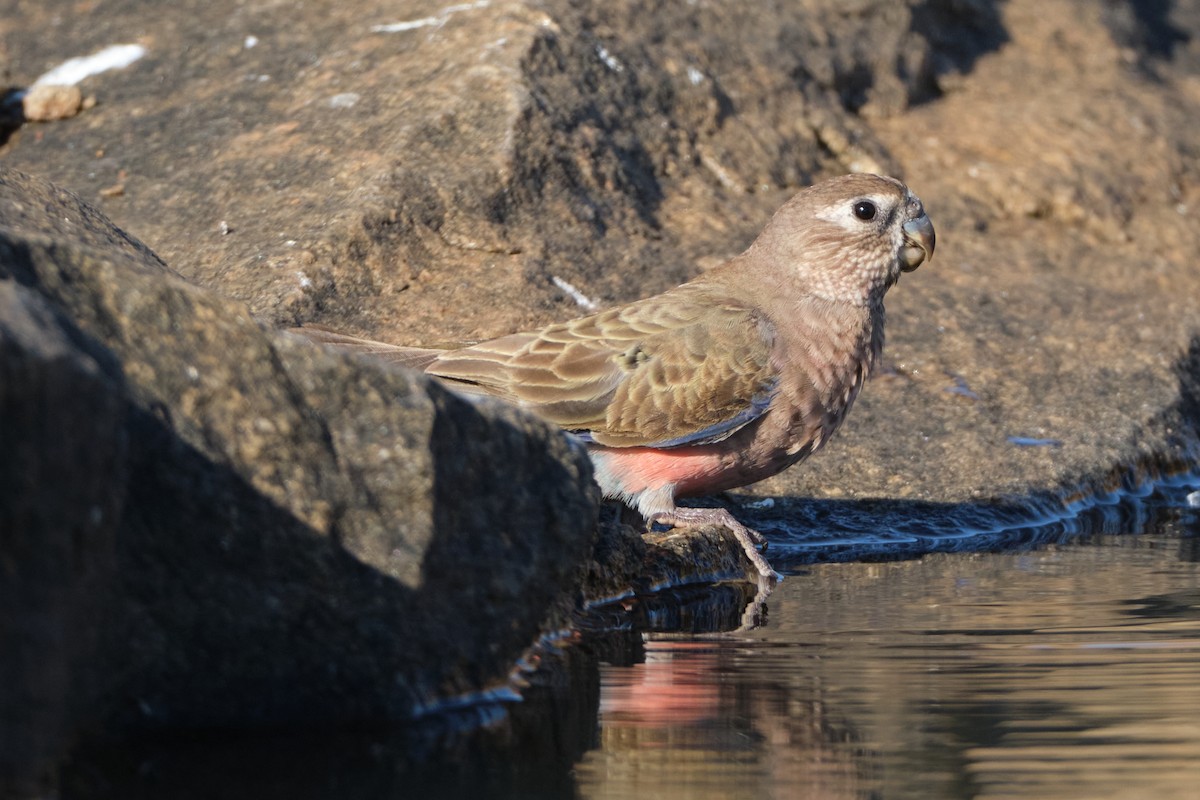 Bourke's Parrot - ML644405479