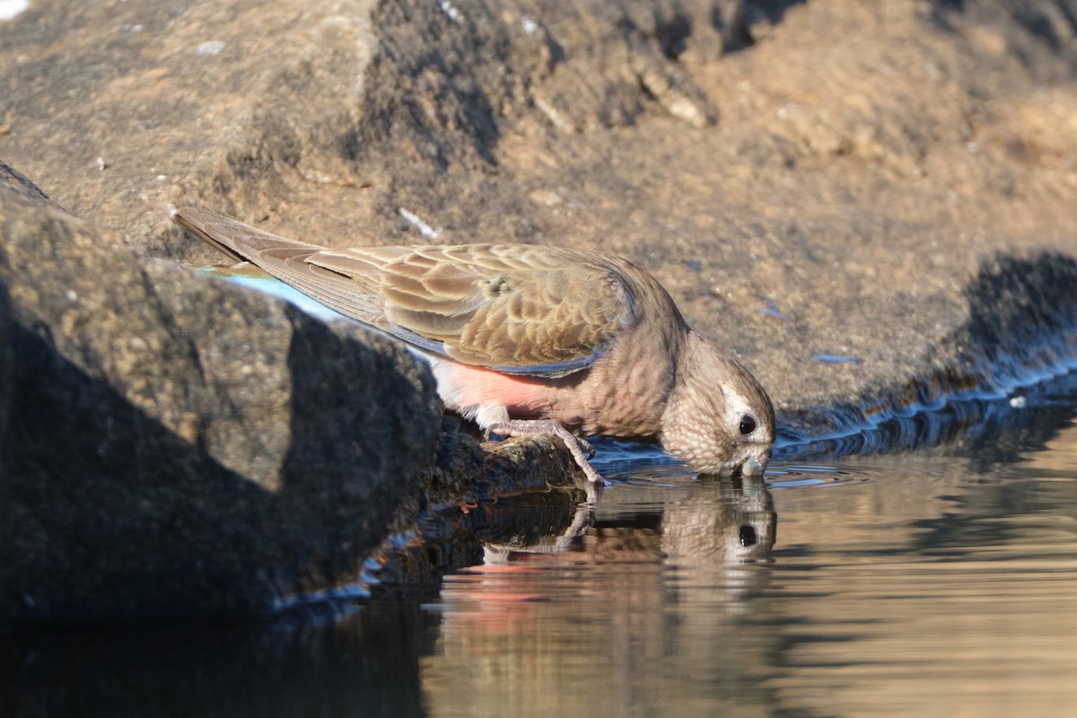Bourke's Parrot - ML644405480