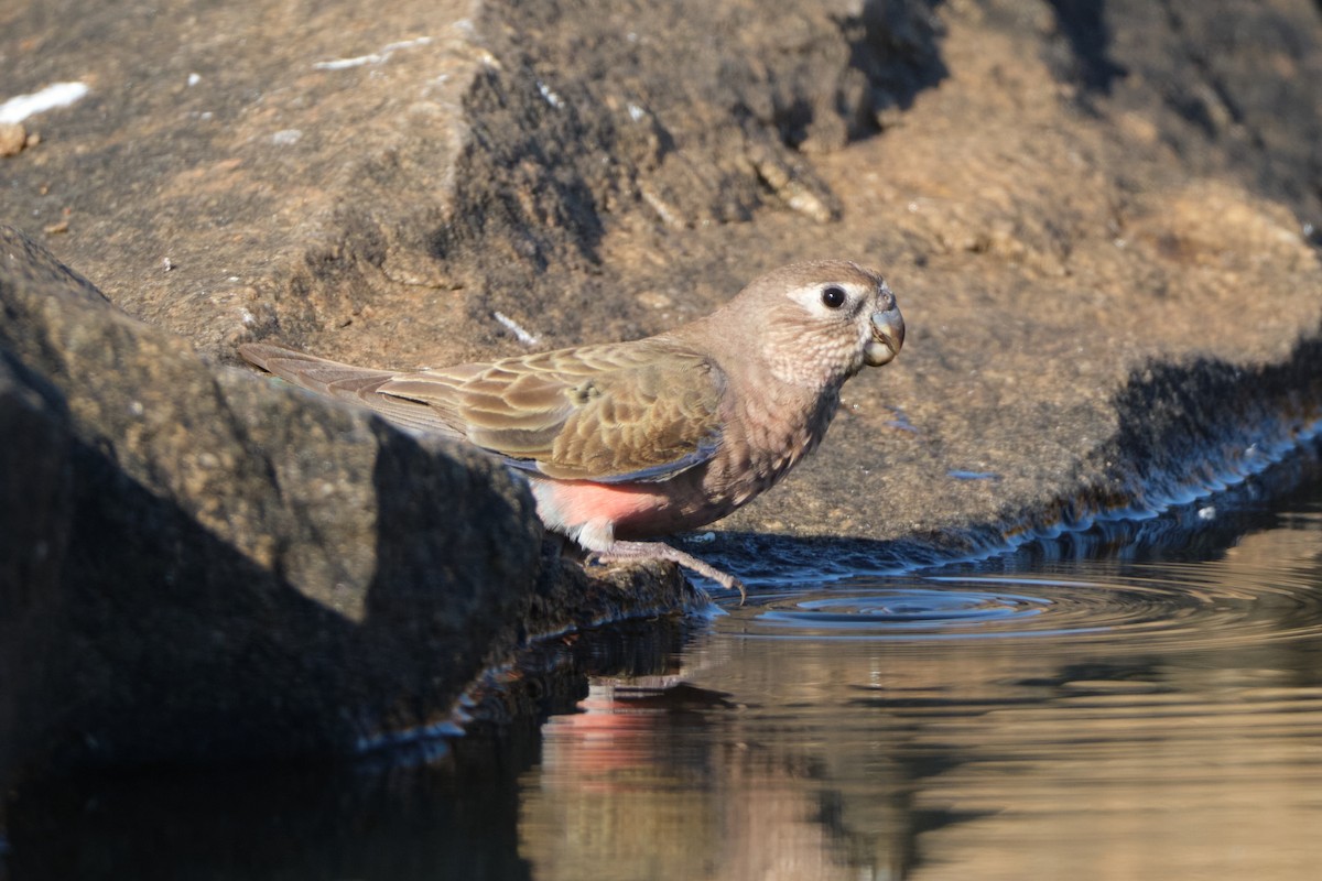 Bourke's Parrot - ML644405481