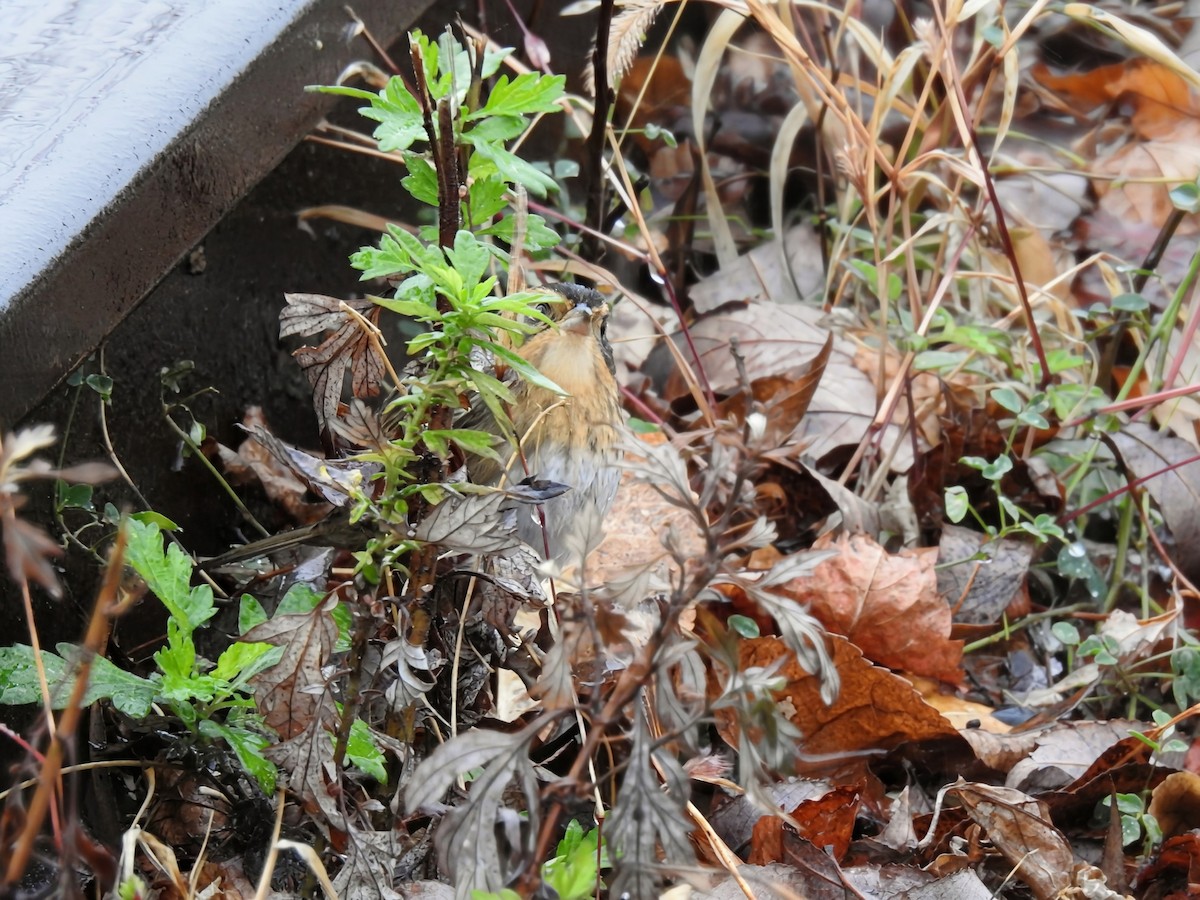 nålstjertspurv (nelsoni/altera) - ML644405483